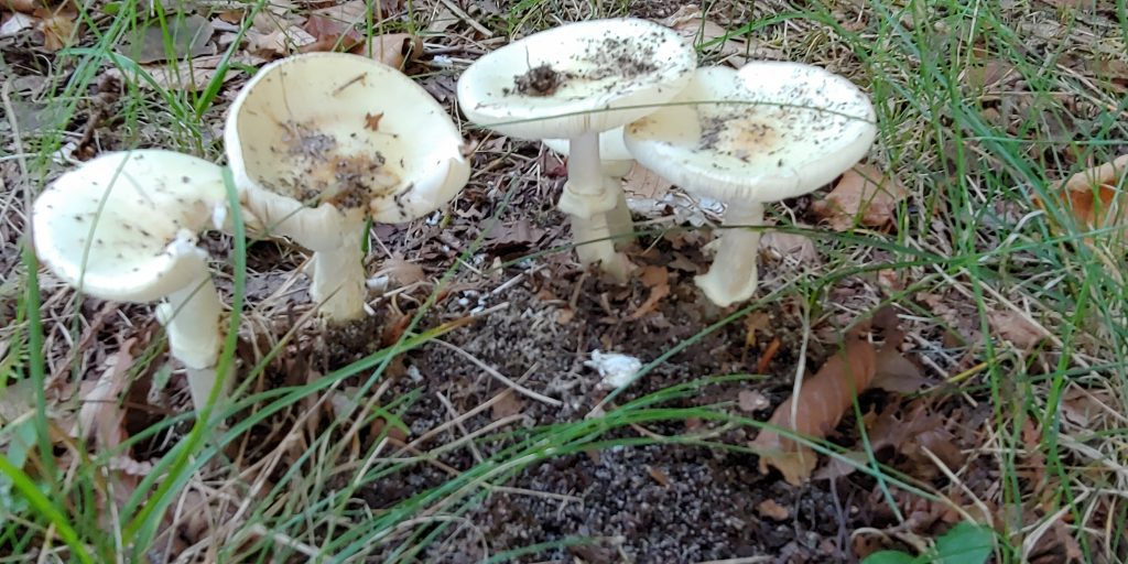 Amanita Citrina Figure 2